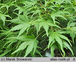 Acer pseudosieboldianum (klon ussuryjski)