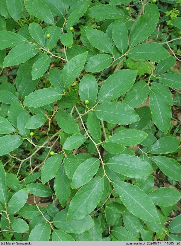 Lindera umbellata