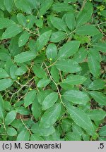 Lindera umbellata
