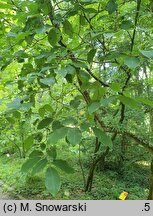Lindera angustifolia