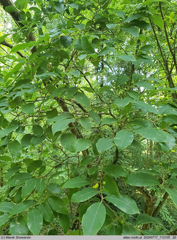 Lindera angustifolia