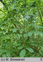 Lindera angustifolia
