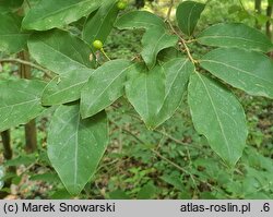 Lindera glauca