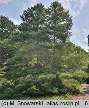 Pinus armandii (sosna Armanda)