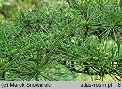 Cedrus libani (cedr libański)