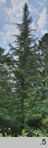 Cedrus libani (cedr libański)