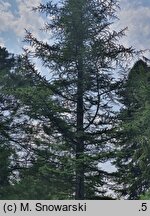 Cedrus libani (cedr libański)