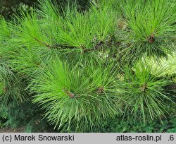 Pinus tabulaeformis (sosna chińska)