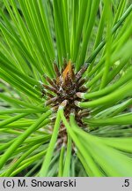 Pinus tabulaeformis (sosna chińska)