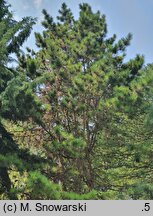 Pinus tabulaeformis (sosna chińska)