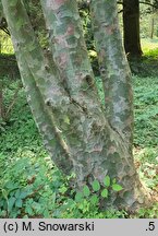 Pinus bungeana (sosna plamistokora)