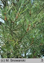 Pinus bungeana (sosna plamistokora)