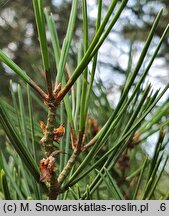 Pinus bungeana (sosna plamistokora)