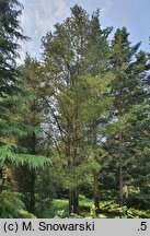 Pinus bungeana (sosna plamistokora)