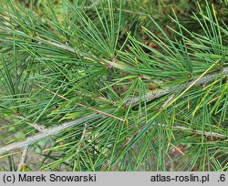 Cedrus deodara (cedr himalajski)