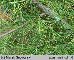 Cedrus deodara (cedr himalajski)