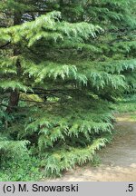 Cedrus deodara (cedr himalajski)