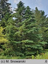Cedrus deodara (cedr himalajski)