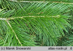 Abies pindrow (jodła nepalska)