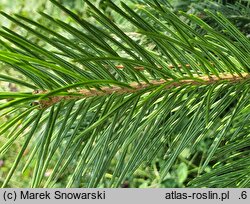 Abies pindrow (jodła nepalska)