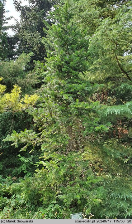 Abies pindrow (jodła nepalska)