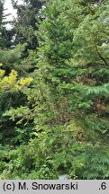 Abies pindrow (jodła nepalska)