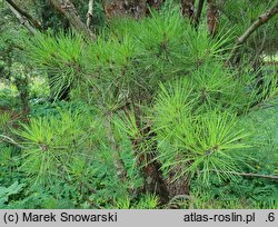 Pinus densiflora Umbraculifera