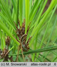 Pinus densiflora Umbraculifera