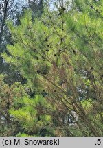 Pinus densiflora Umbraculifera