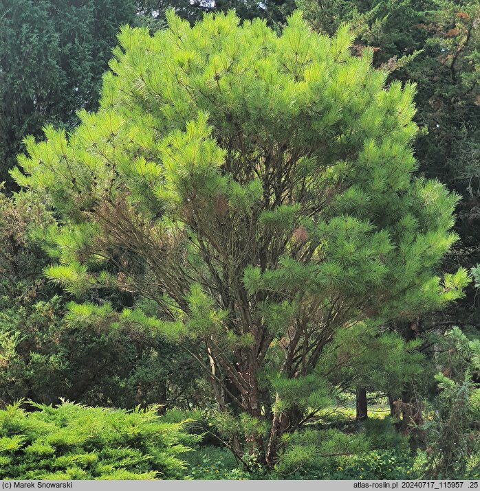Pinus densiflora Umbraculifera