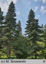 Abies pinsapo Glauca