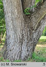 Populus simonii Fastigiata