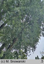 Populus simonii Fastigiata