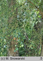 Populus simonii Fastigiata