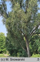 Populus simonii Fastigiata