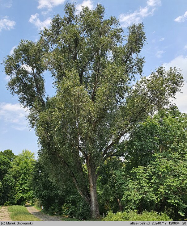Populus simonii Fastigiata