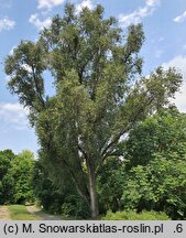 Populus simonii Fastigiata