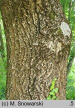 Quercus hartwissiana