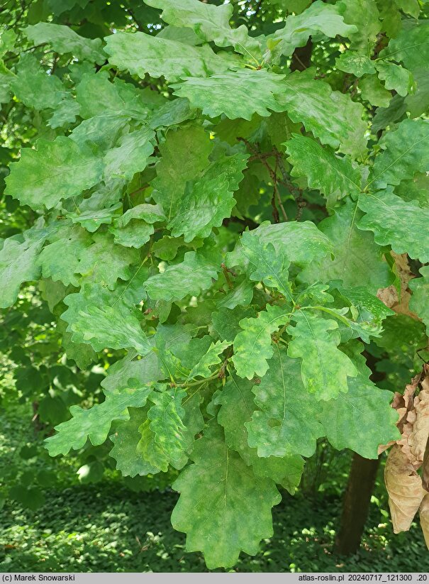 Quercus hartwissiana