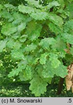 Quercus hartwissiana