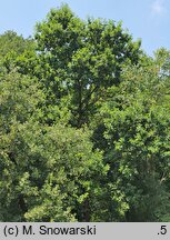 Quercus hartwissiana