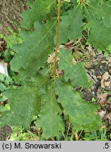 Quercus iberica (dąb gruziński)