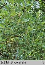 Quercus iberica (dąb gruziński)