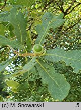 Quercus iberica (dąb gruziński)