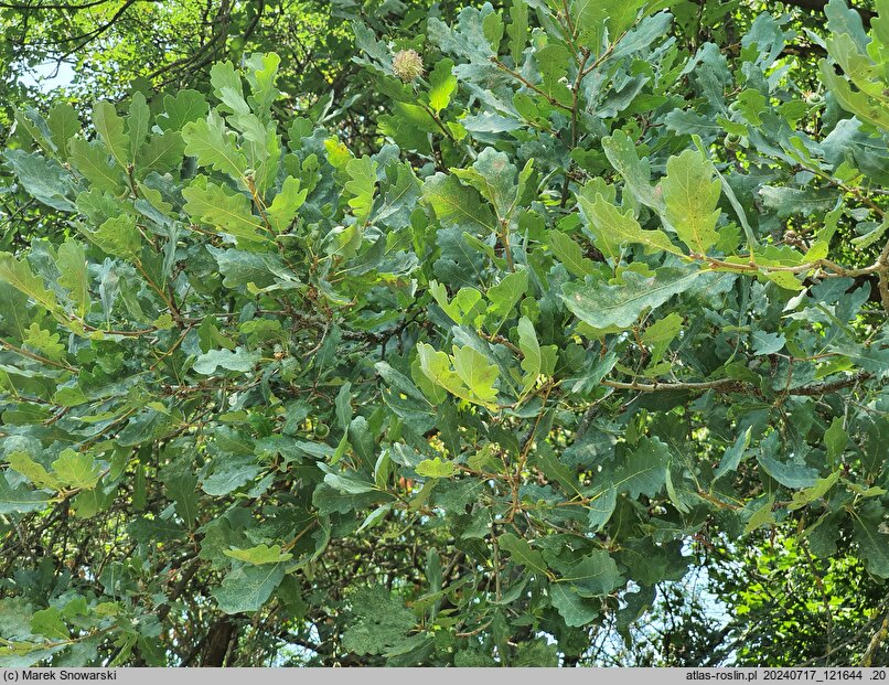 Quercus iberica (dąb gruziński)