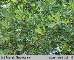 Quercus iberica (dąb gruziński)