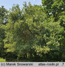 Quercus iberica (dąb gruziński)