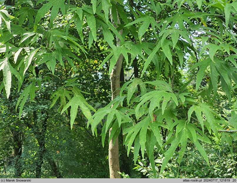 Platanus orientalis Kashmir