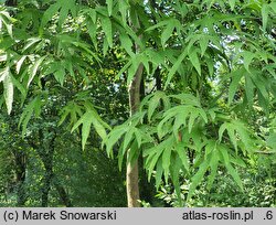 Platanus orientalis Kashmir