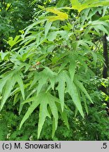 Platanus orientalis Kashmir